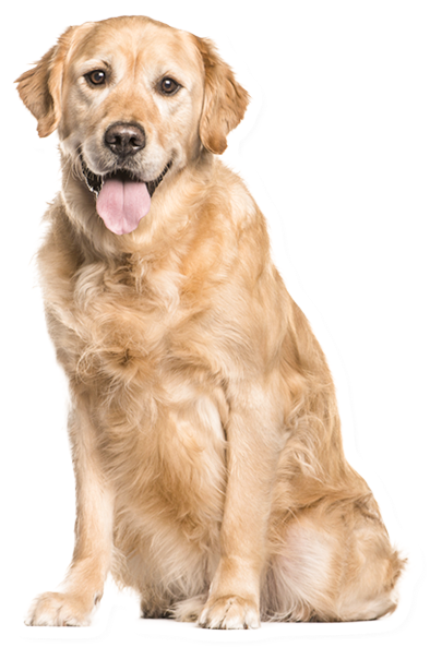 お店について説明する犬