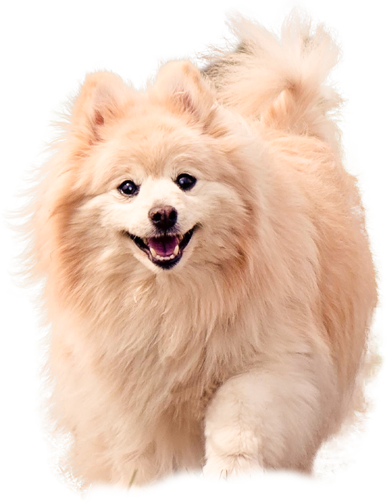 肉球クリームについて説明する犬のイメージ
